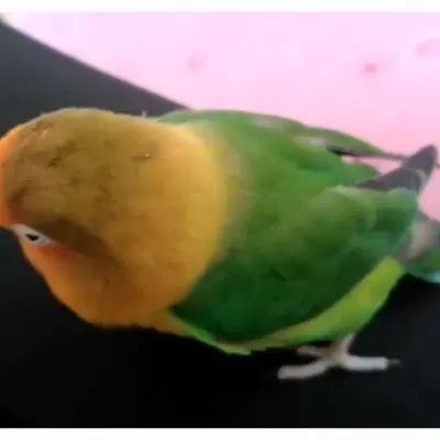 یک عدد طوطی برزیلی گمشده در مسکن مهر کوهدشت|پرنده|سقز, |دیوار
