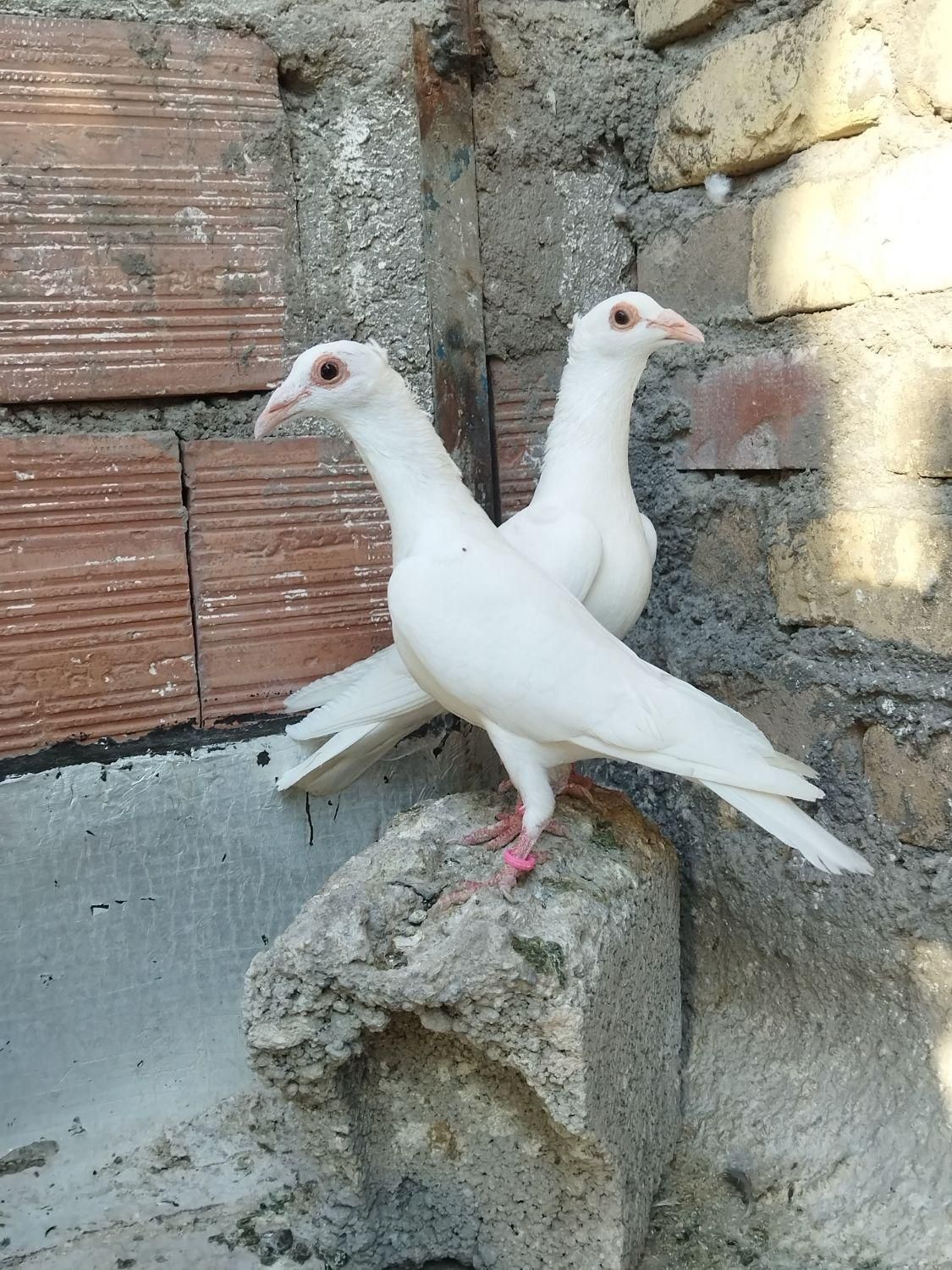 کبوتر سره ای با سفید کلاهی|پرنده|کرمان, |دیوار
