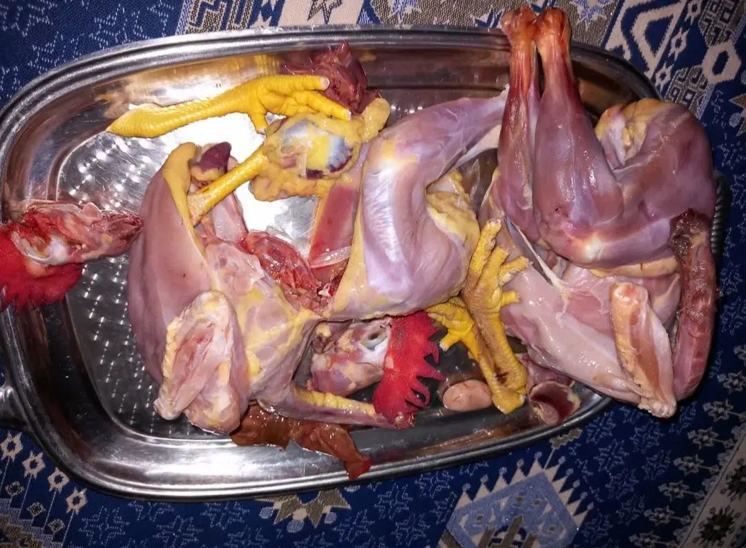 مرغ و خروس رسمی و طبیعی کشته شده و پاک شده|حیوانات مزرعه|اسلام‌شهر, چیچکلو|دیوار