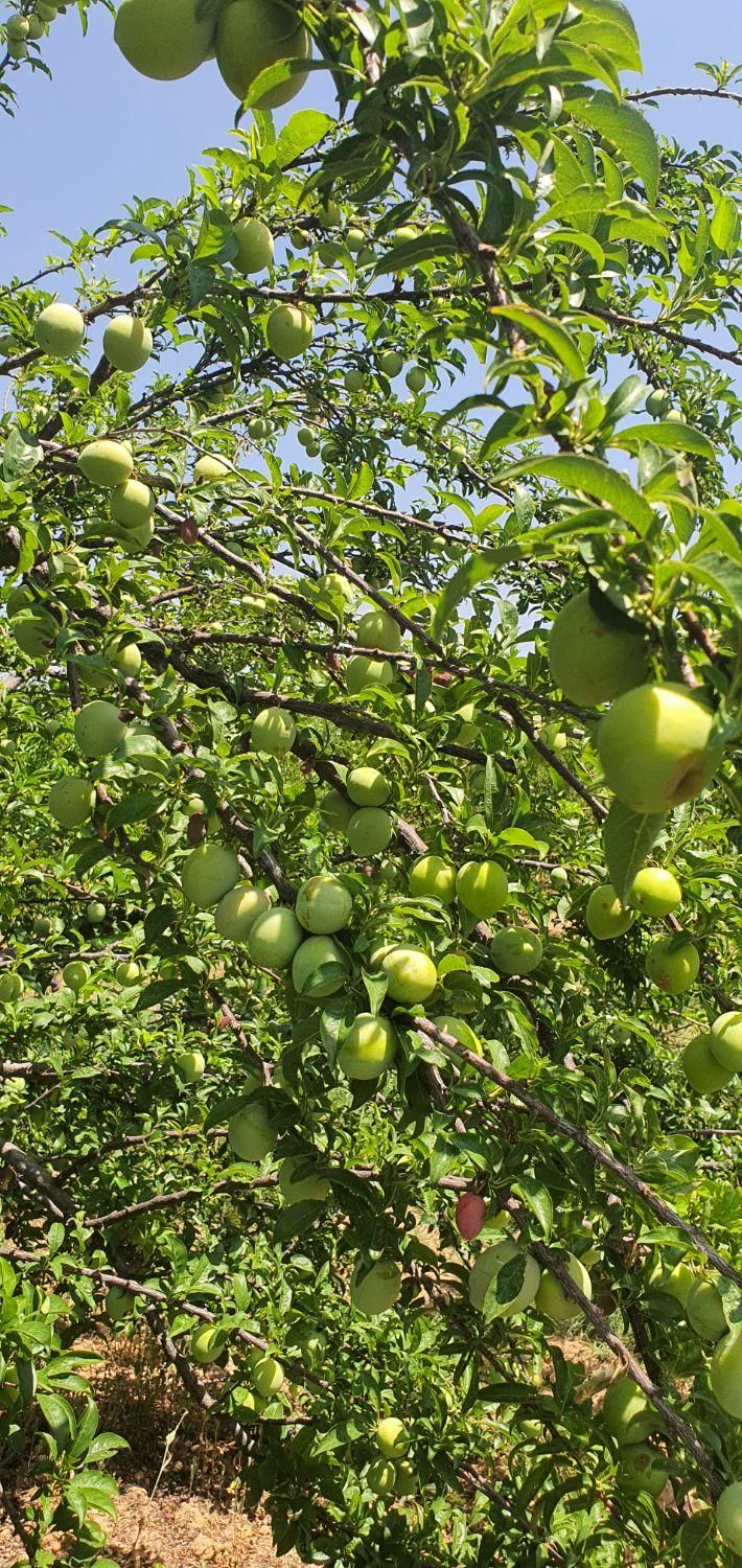 فروش باغ صنعت نفت دالین|فروش زمین و ملک کلنگی|همایجان, |دیوار