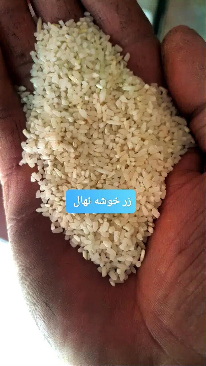 برنج طارم هاشمی اعلا از شالیزارهای شمال|خوردنی و آشامیدنی|رودهن, |دیوار