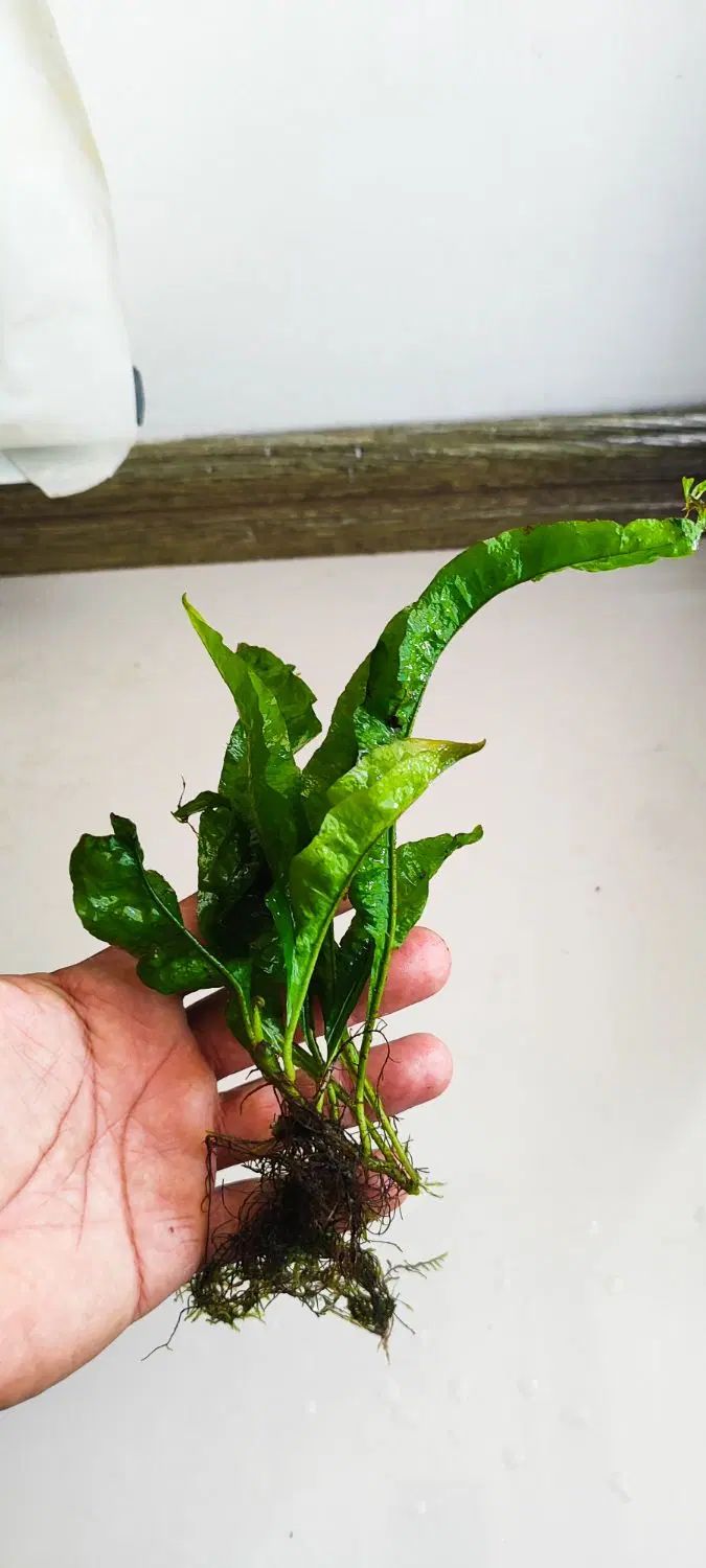 گیاه جاوا|ماهی|اصفهان, خواجه عمید|دیوار