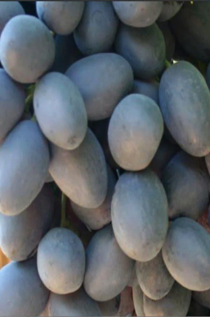 نهال انگور|خدمات باغبانی و درختکاری|نیشابور, مازول|دیوار