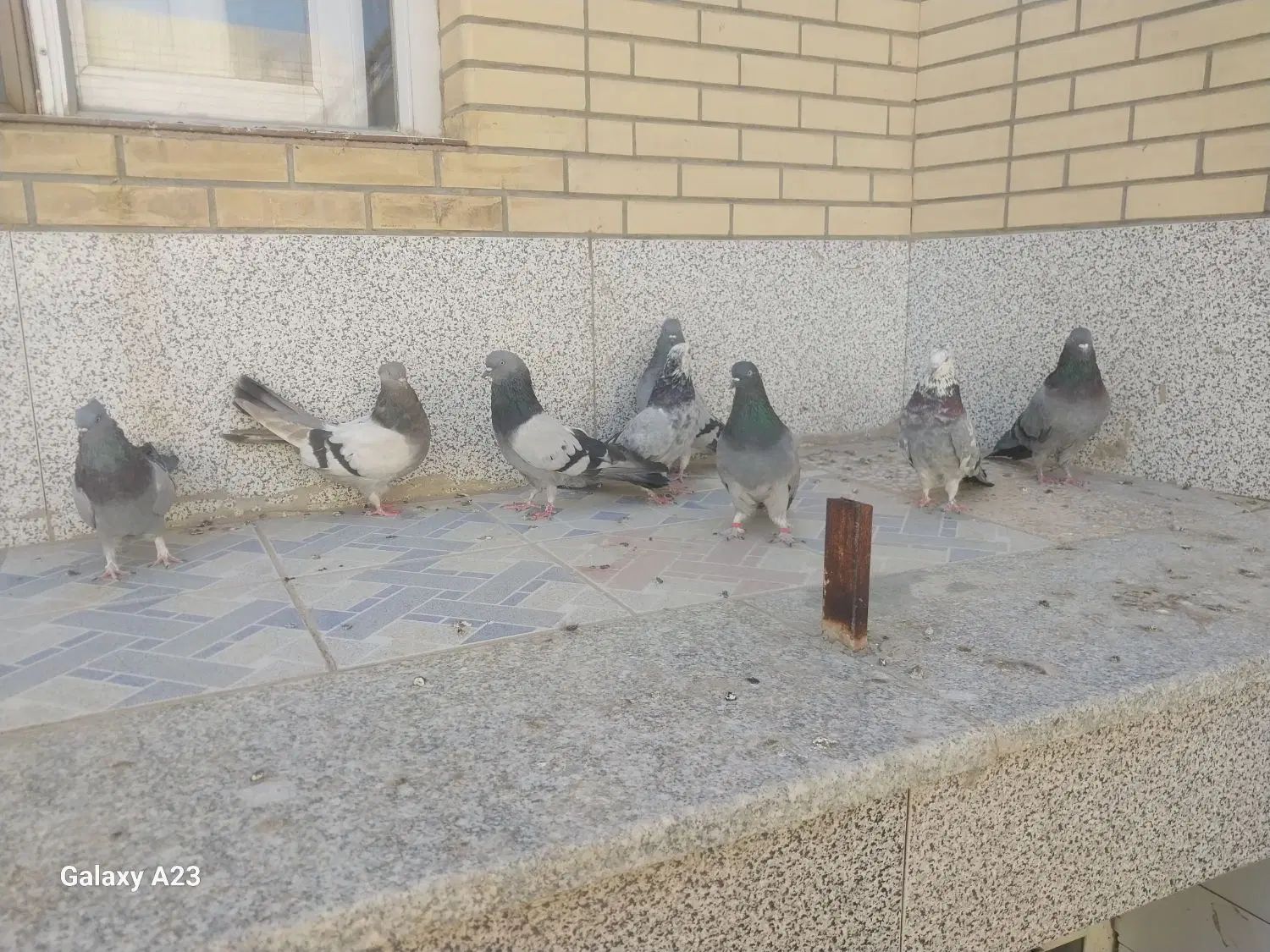کبوتر اصفهانی اصیل|پرنده|اصفهان, سرشبادران|دیوار