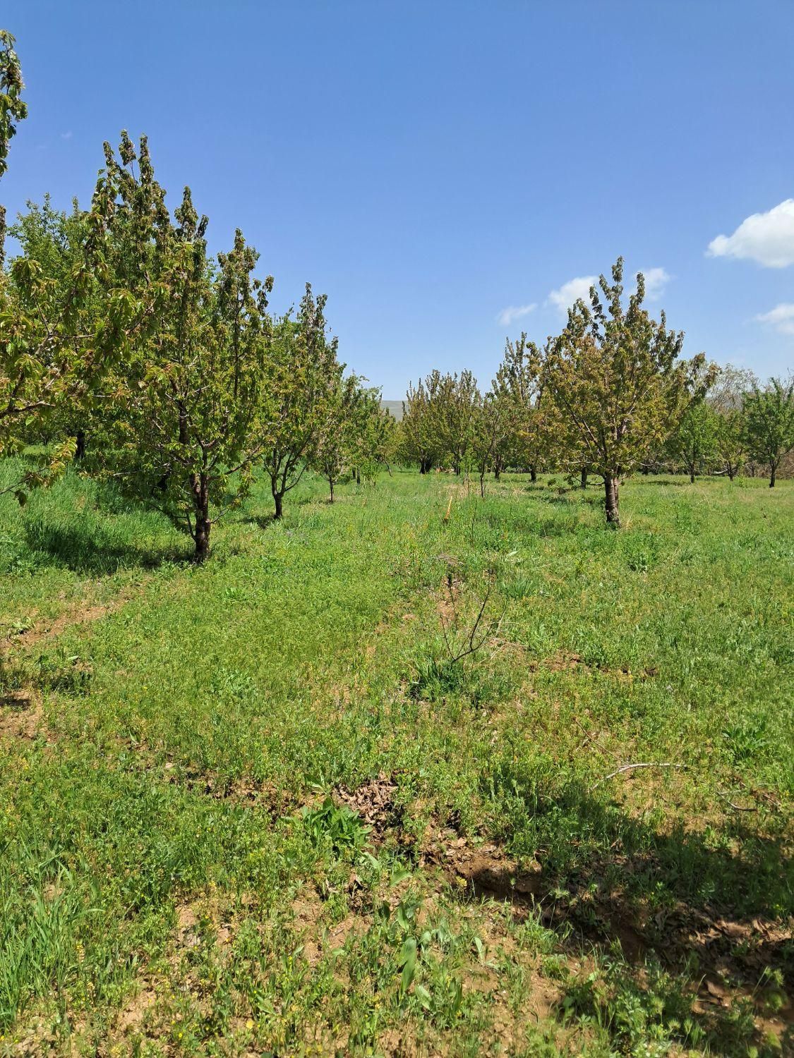 فروش زمین ۲۲۰۰ متری|فروش زمین و ملک کلنگی|قزوین, |دیوار