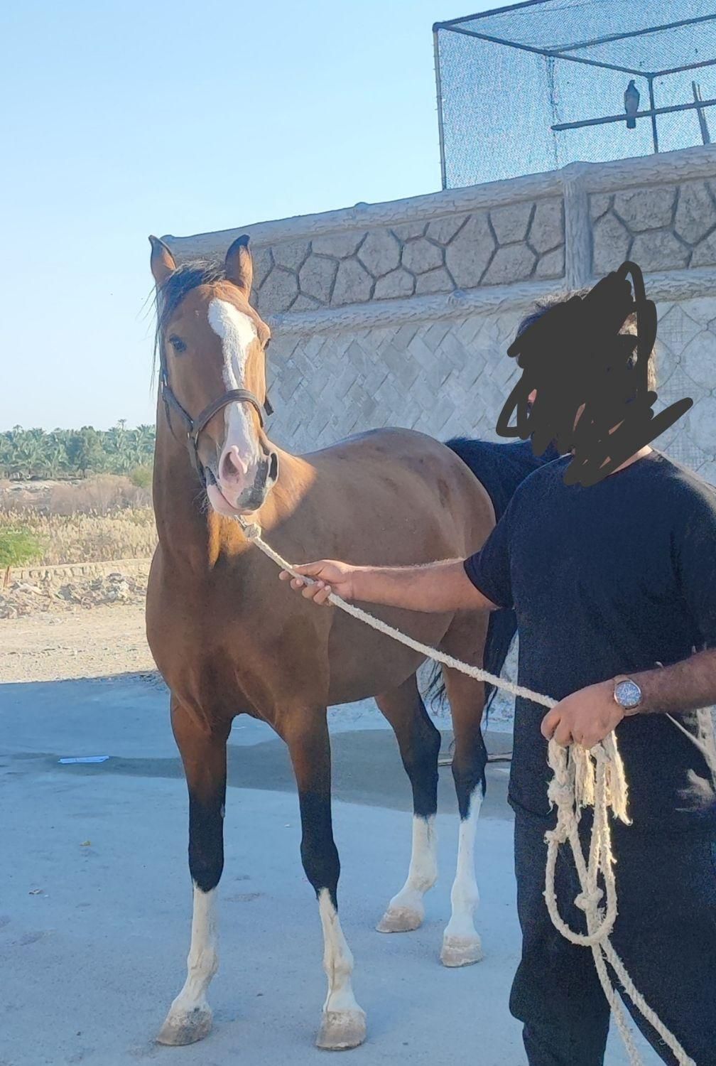 اسب ما‌یون درهشوری|اسب و تجهیزات اسب‌سواری|بوشهر, |دیوار