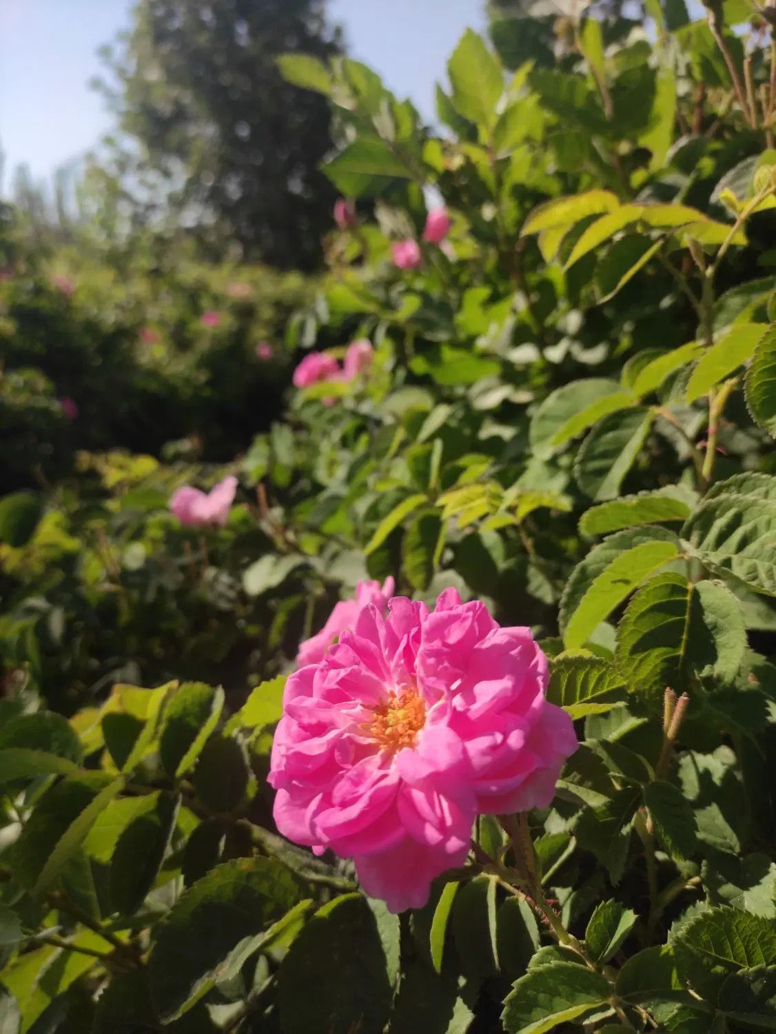 فروش یک ساعت سهم آب کشاورزی روستای ازوار کاشان|فروش دفتر صنعتی، کشاورزی، تجاری|کاشان, درب جوشقان|دیوار