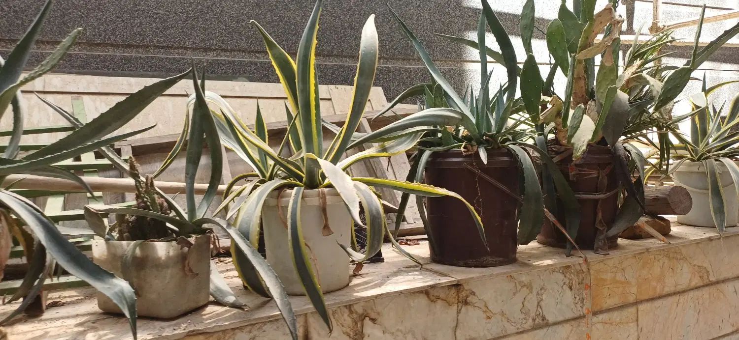 کاکتوسهای بزرگ آگاو ابلق وساده انجیرهندی میوه دار|حراج|تهران, فلاح|دیوار