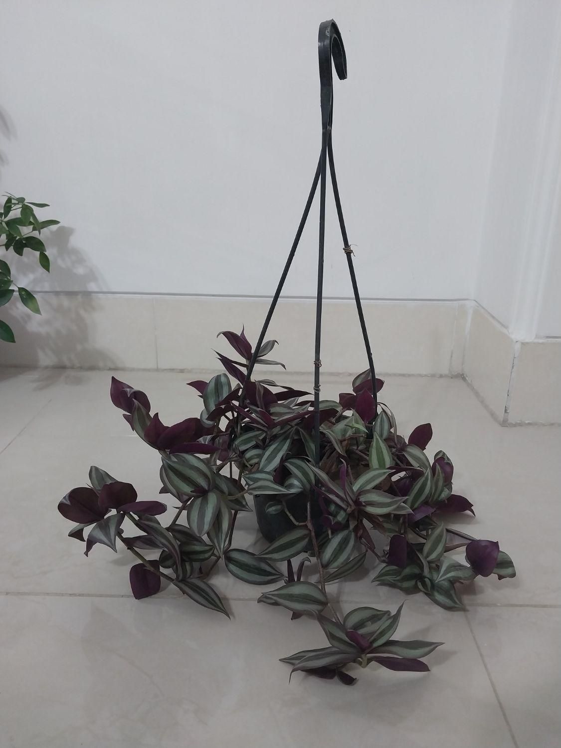 گل برگ بیدی خانگی|گل و گیاه طبیعی|مبارکه, |دیوار