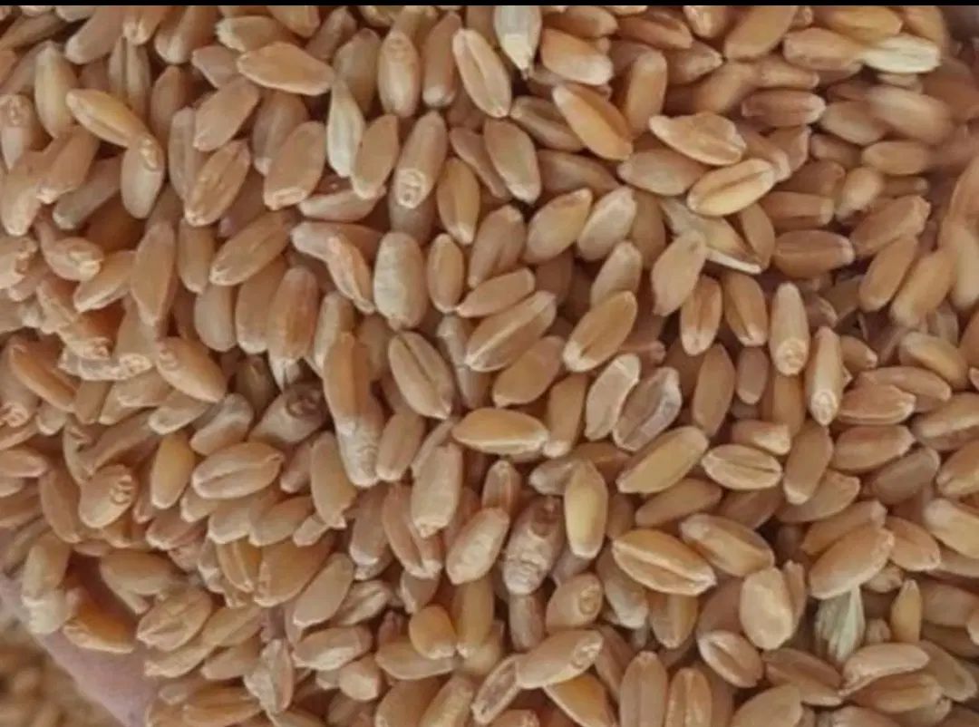 گندم|خدمات باغبانی و درختکاری|شوشتر, |دیوار