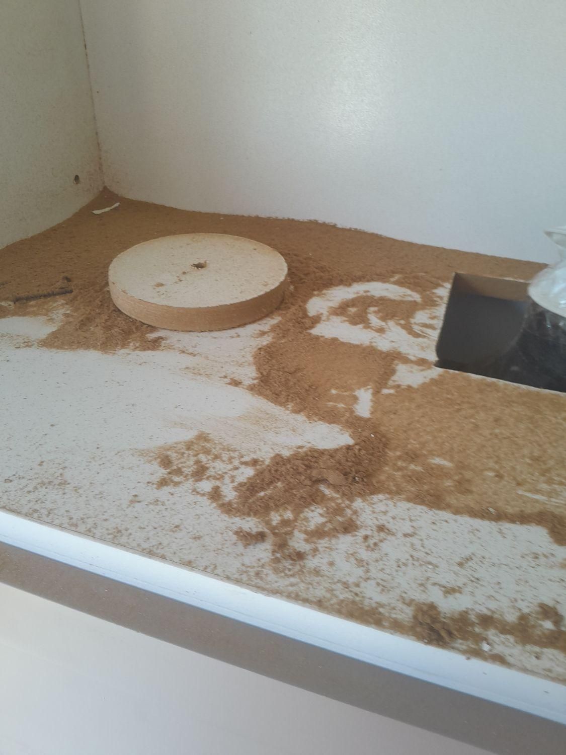 نظافت منزل واحدهای اداری وتجاری|خدمات نظافت|لاهیجان, امیرشهید|دیوار