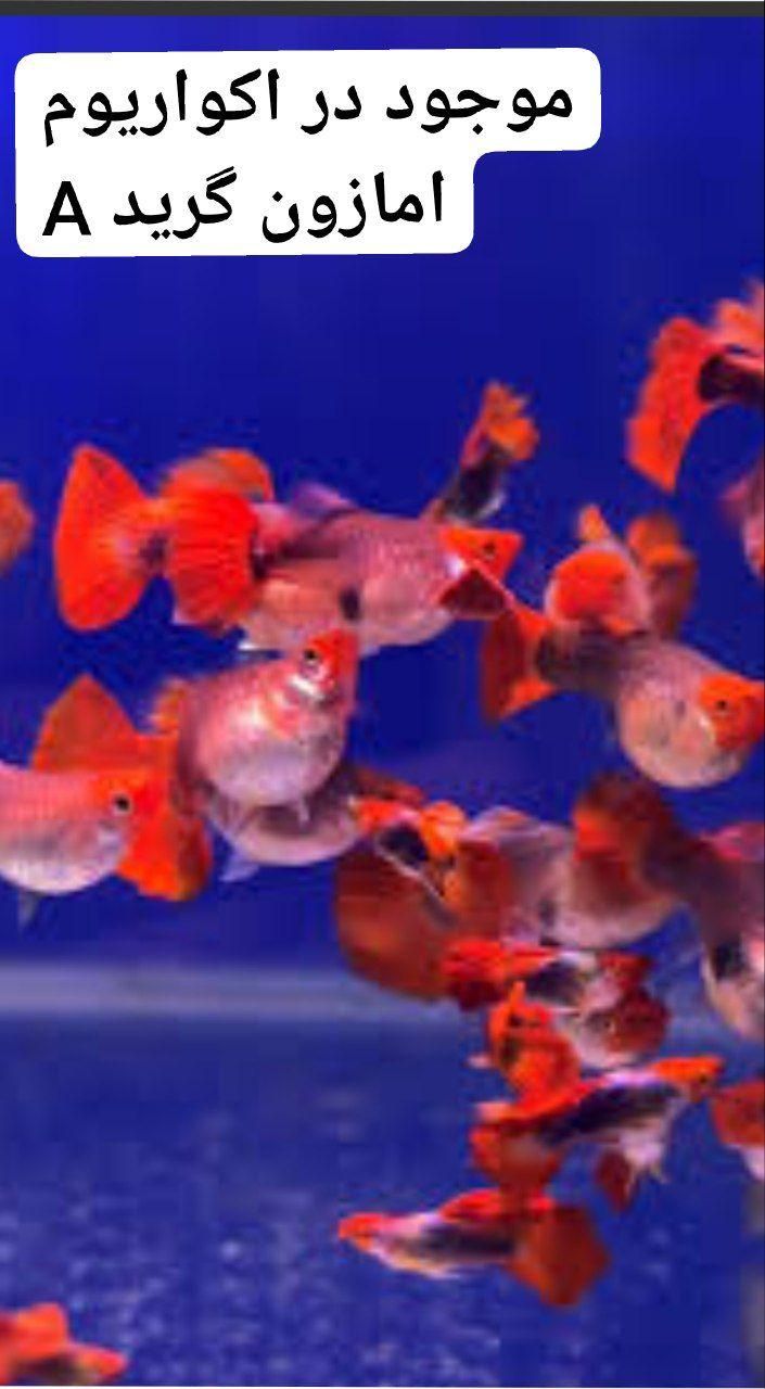 فروش انواع ماهیان گیاهخوار گوشتخوار گیاهان طبیعی|ماهی|گرگان, |دیوار