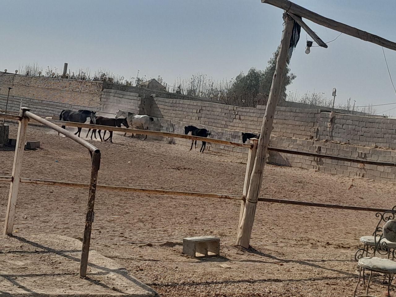 اموزش سوارکاری فروش پانسیون باشگاه شاهین|اسب و تجهیزات اسب‌سواری|اصفهان, باغ فدک|دیوار