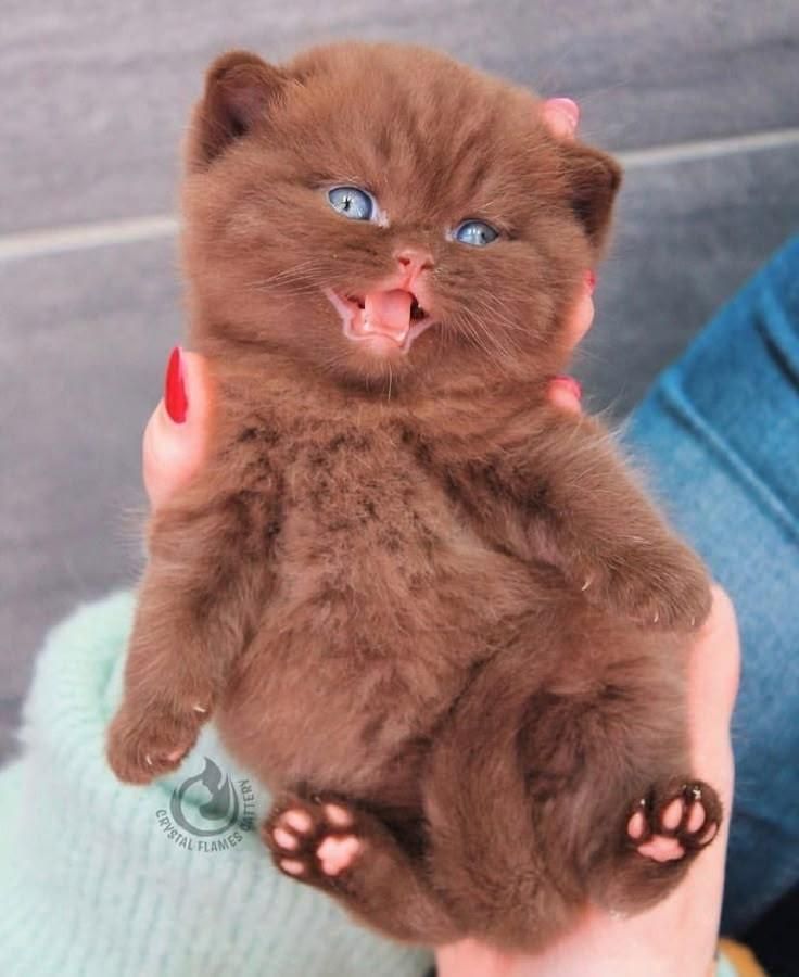 مجموعه گربه های اشرافی (پرشین بریتیش اسکاتیش)|گربه|تهران, پونک|دیوار