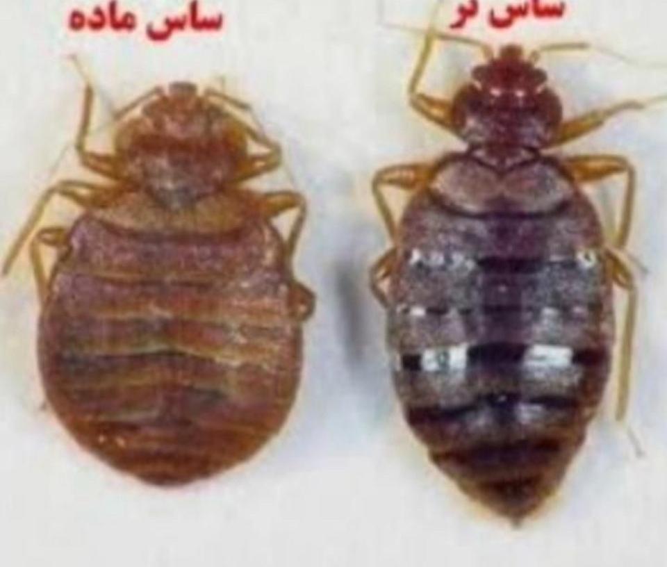 سم پاشی و ضد عفونی منازل مسکونی|خدمات نظافت|آبادان, |دیوار