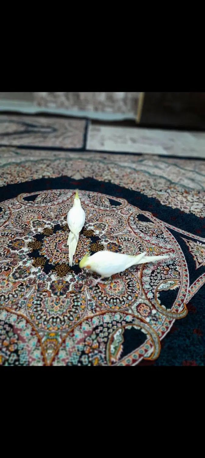 عروس هلندی|پرنده|تهران, باغ فیض|دیوار