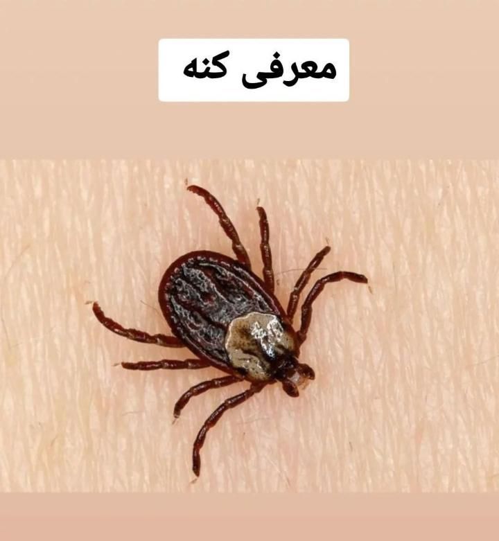 سمپاشی تضمینی موریانه(ریشمیز)ساس سوسک موش کنه|خدمات نظافت|شیراز, فرهنگ شهر|دیوار