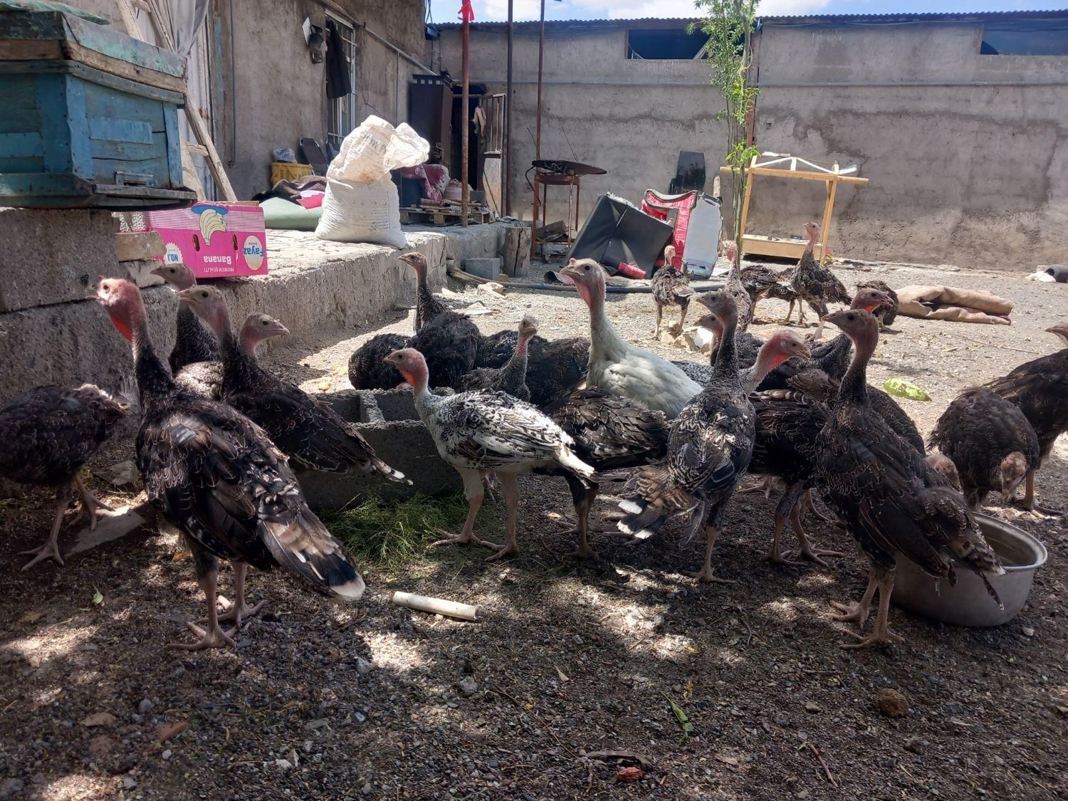 بوقلمون|حیوانات مزرعه|مشهد, هفده شهریور|دیوار