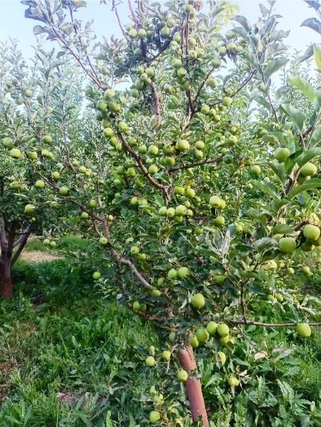 363متر جابان (دماوند)+انشعابات|فروش زمین و ملک کلنگی|دماوند, دماوند|دیوار