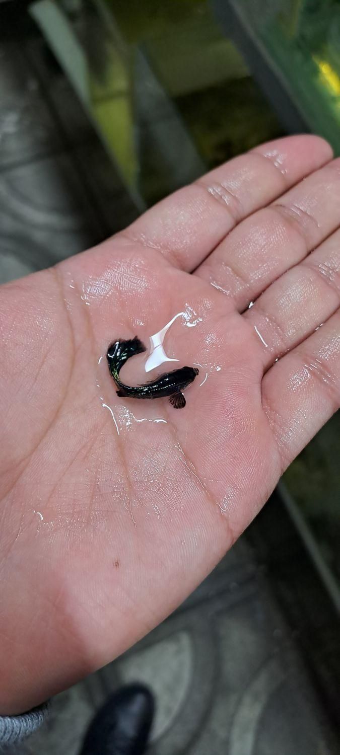 ماهی آکواریوم|ماهی|تبریز, |دیوار