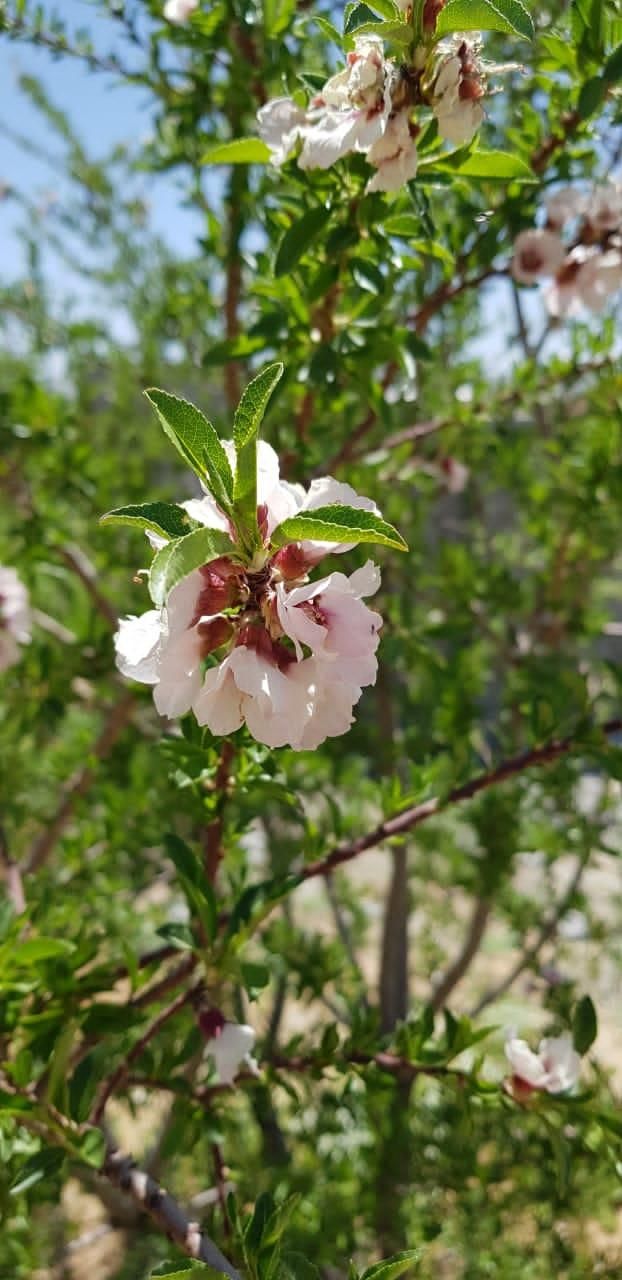 اجاره ۶ خوابه لوکس ب صنایع (زبانکده . خانه بازی)|اجارهٔ دفتر کار، اتاق اداری، مطب|شیراز, شیمی گیاه|دیوار