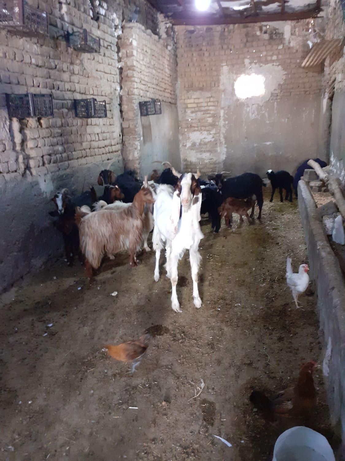 گوسفندتبریز|حیوانات مزرعه|قم, بوستان جوان|دیوار
