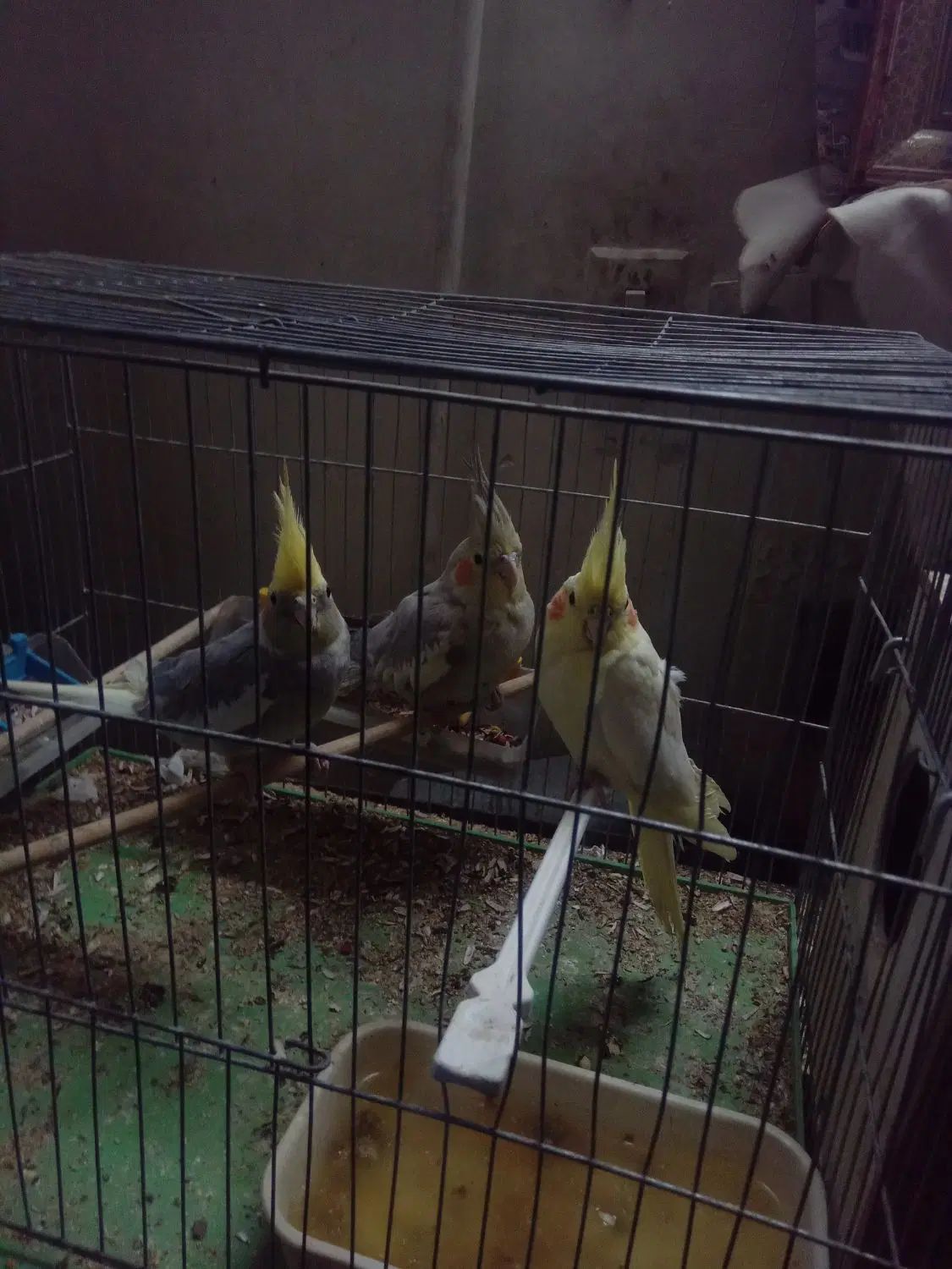 ۳عدد عروس هلندی بایک قفس|پرنده|تهران, بیسیم|دیوار