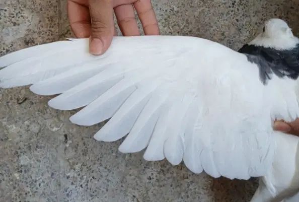 کفتر|پرنده|اصفهان, فروردین|دیوار