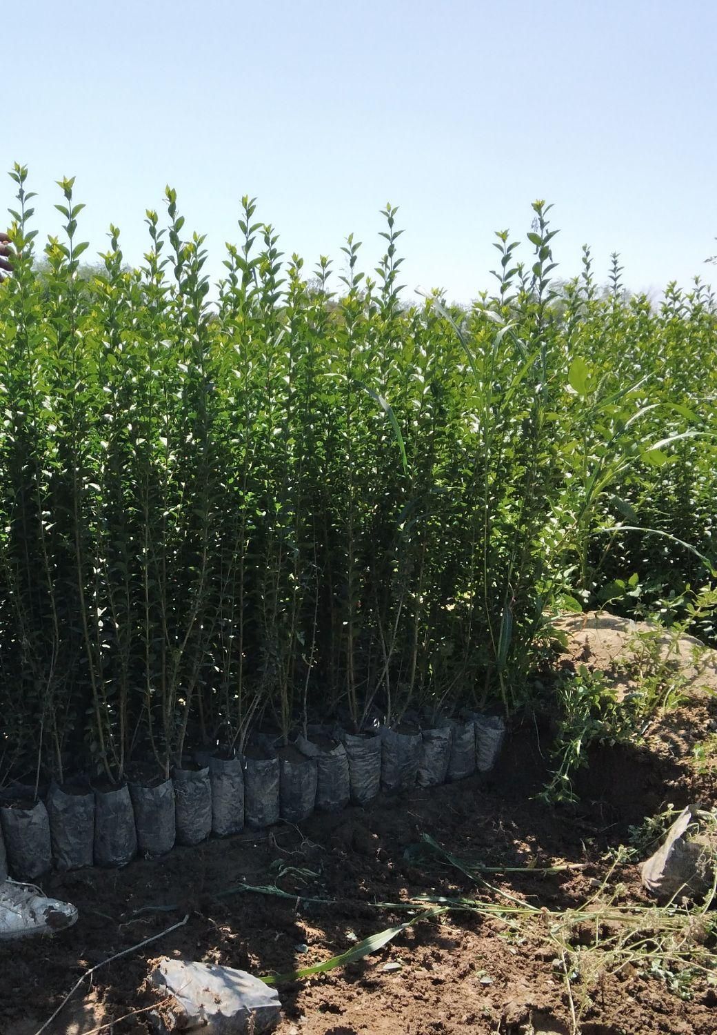 تولید ترون سبز (شمشاد)وسرو ناز و انواع گل و گیاه|خدمات باغبانی و درختکاری|مشکین‌دشت, |دیوار