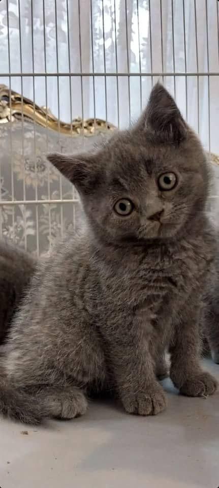 حیوانات تربیت شده|گربه|سنندج, |دیوار