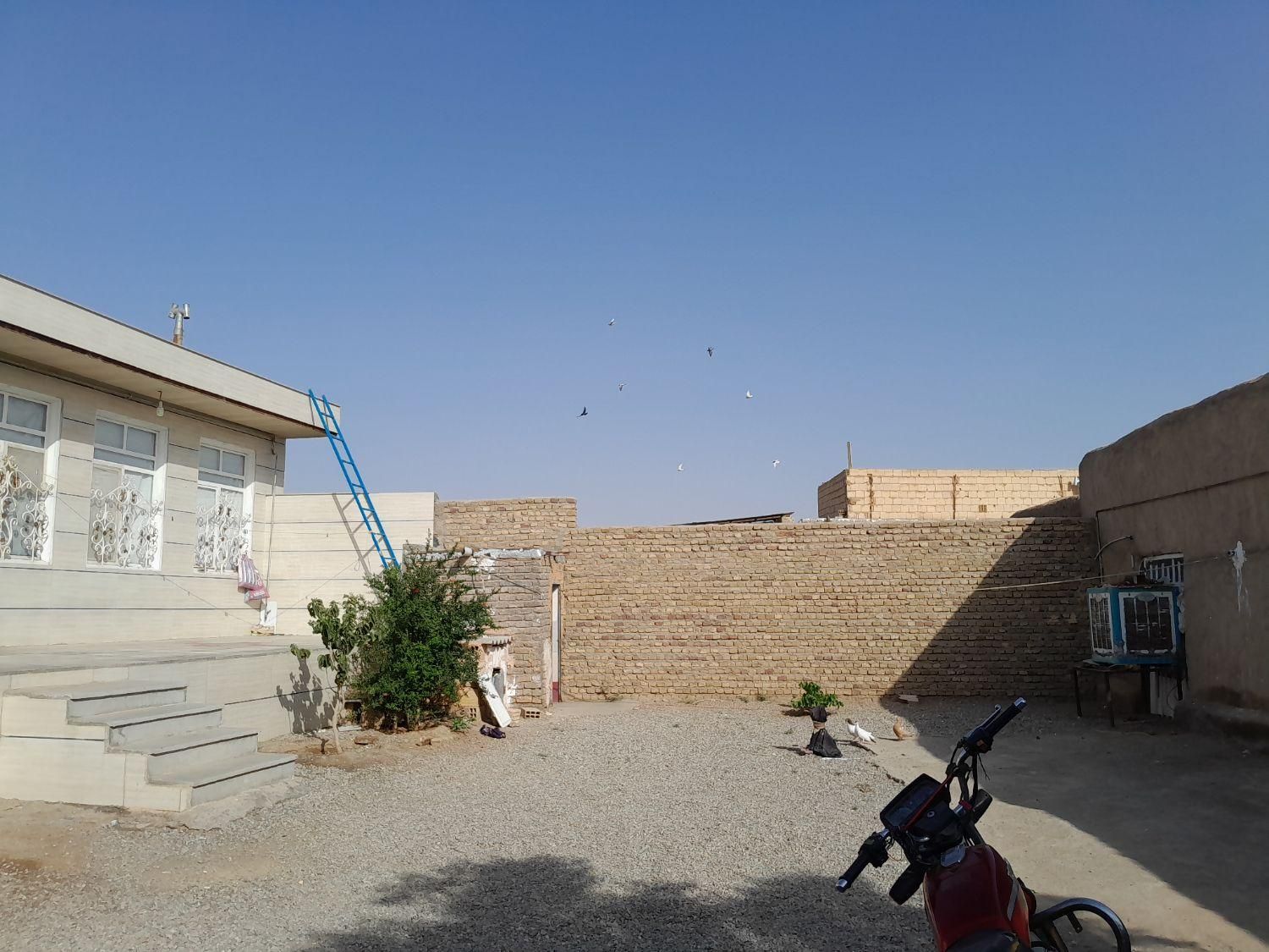 کبوتر|پرنده|سبزوار, قصبه غربی|دیوار