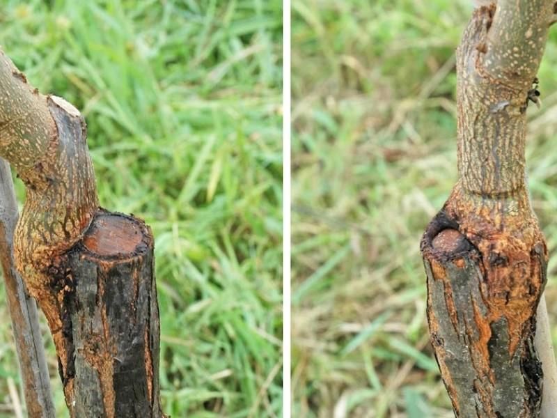 پیوند زنی درخت گردو به صورت تخصصی وحرفه ای|خدمات باغبانی و درختکاری|نجف‌آباد, شیخ بهایی|دیوار