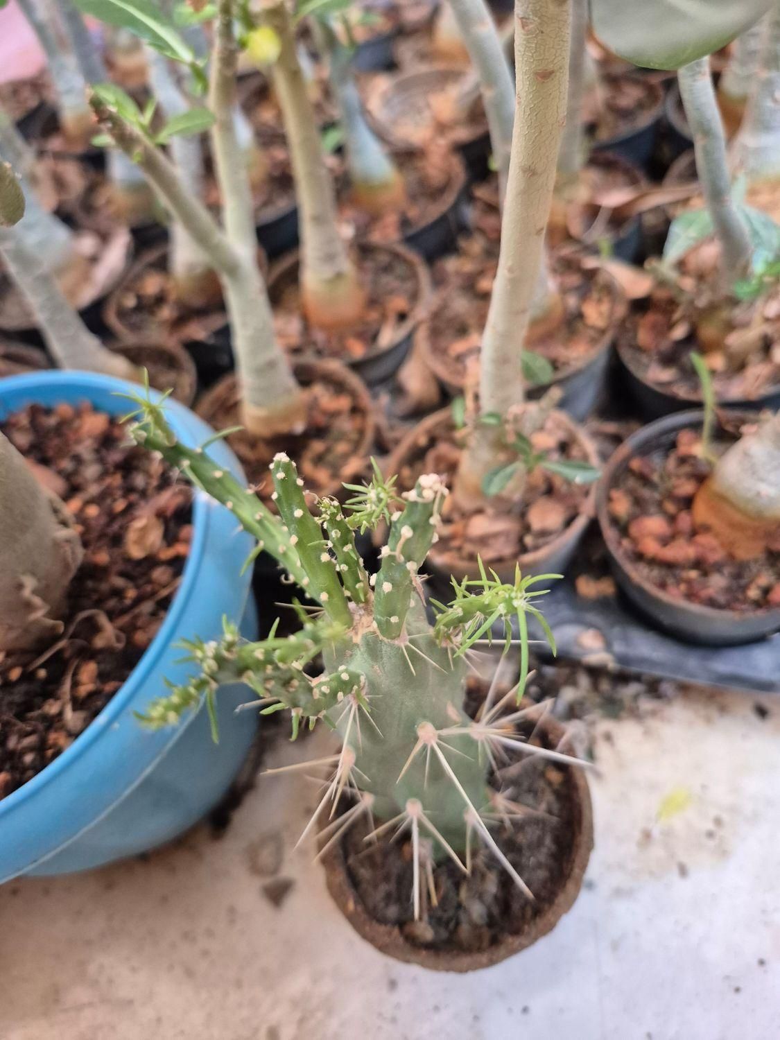 ادنیوم آدنیوم بنسای|گل و گیاه طبیعی|اصفهان, مهدی آباد|دیوار