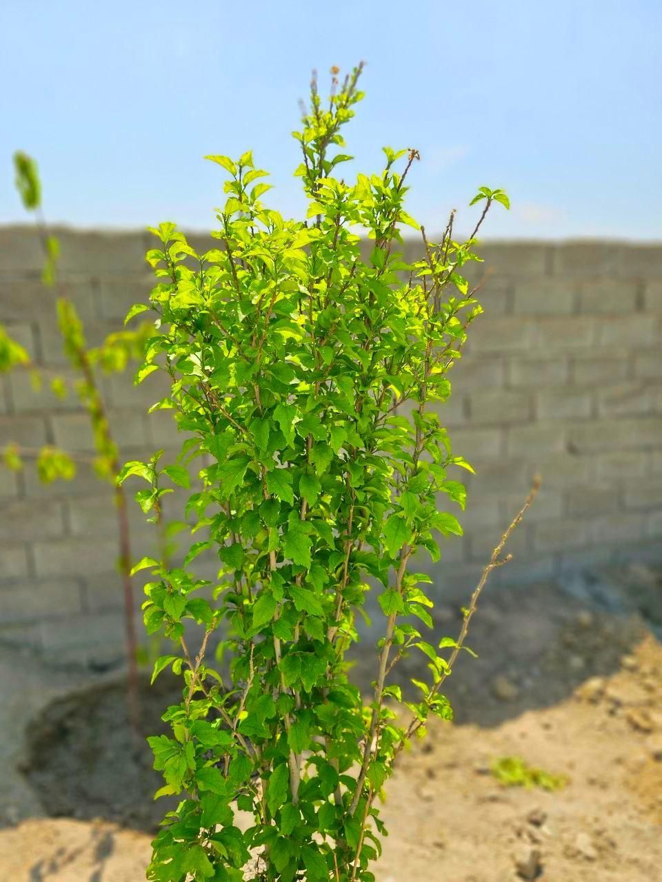 باغ و باغچه185متری (آب چاه)برق/چسب بافت|فروش زمین و ملک کلنگی|تهران, امیریه|دیوار
