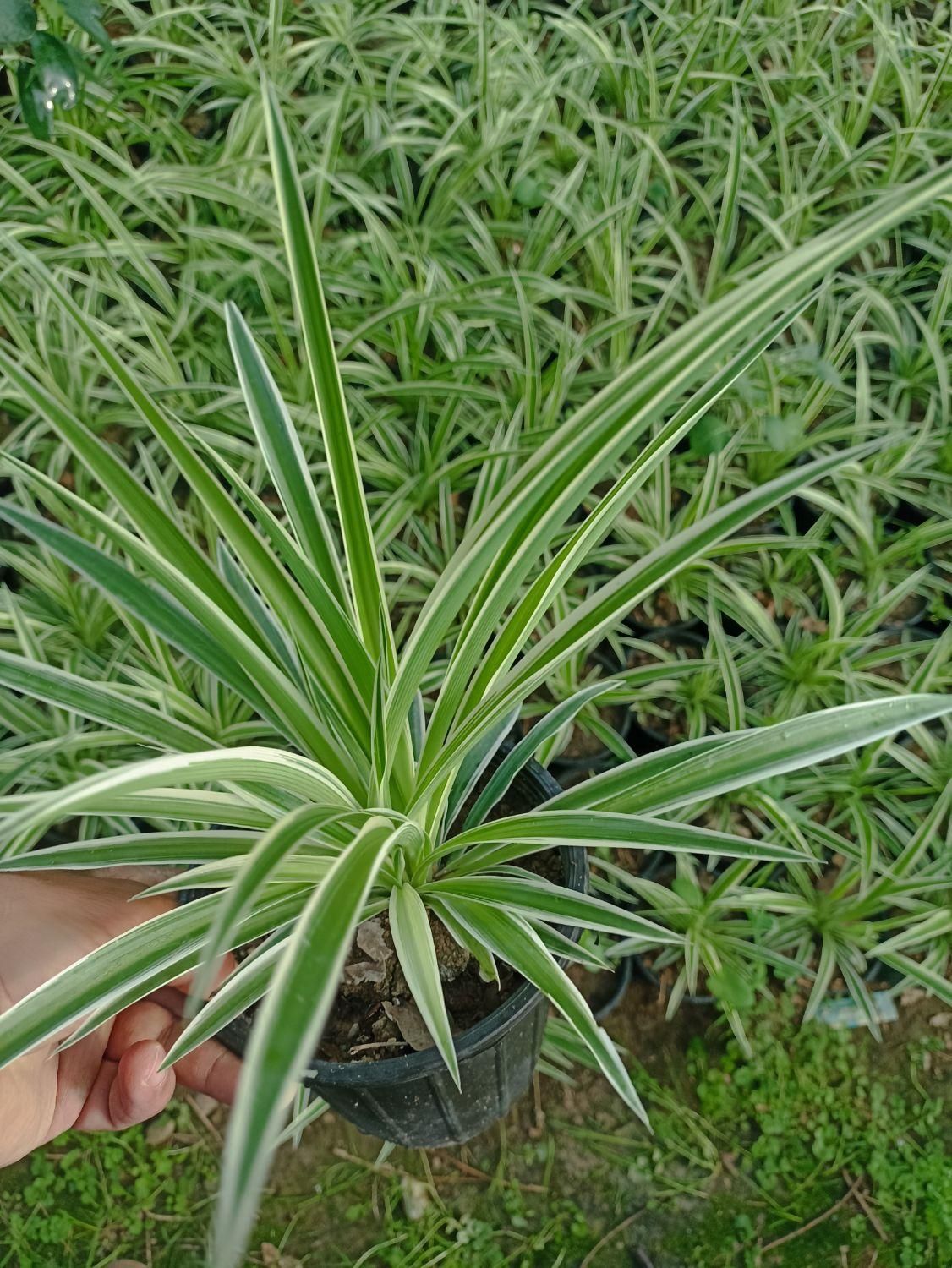 گندمی|گل و گیاه طبیعی|تهران, مشیریه|دیوار