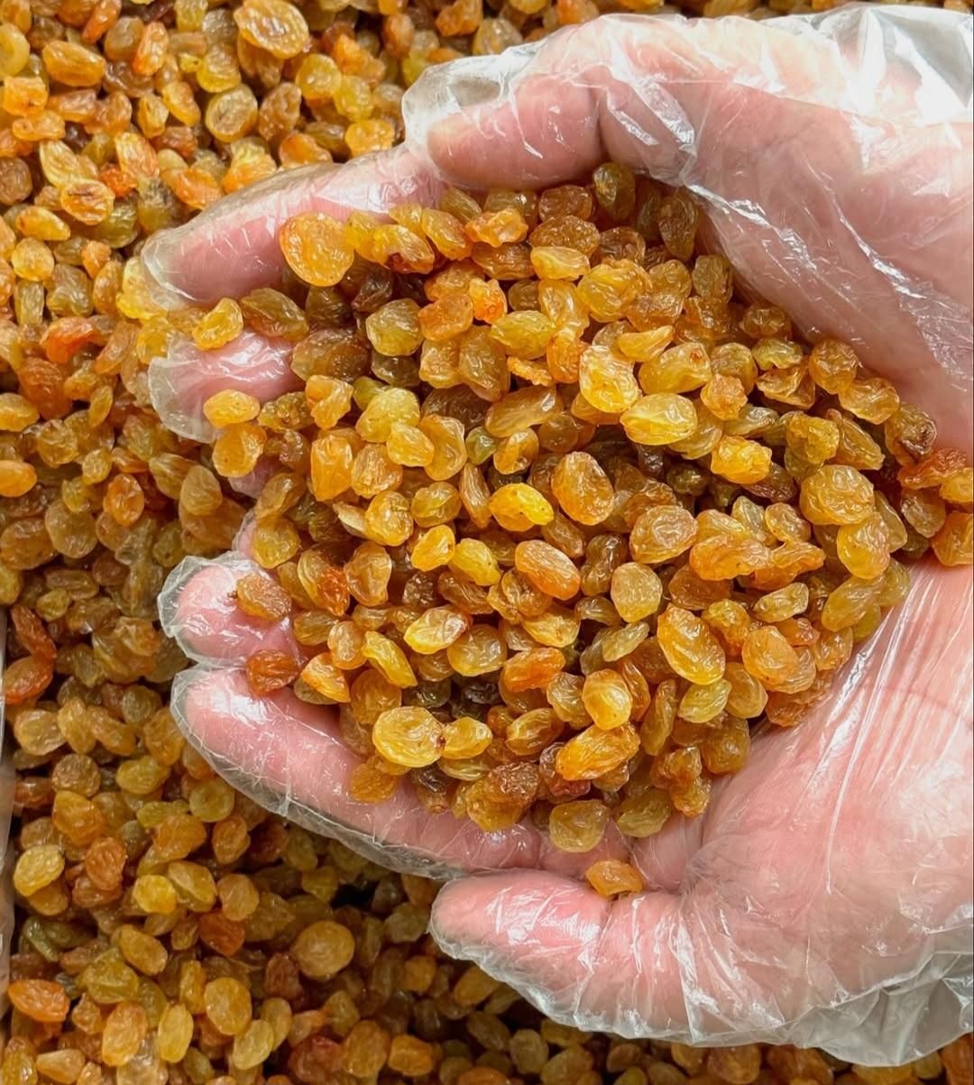 مویز،کشمش،شیره انگور (عمده خرده)|خوردنی و آشامیدنی|بوشهر, |دیوار