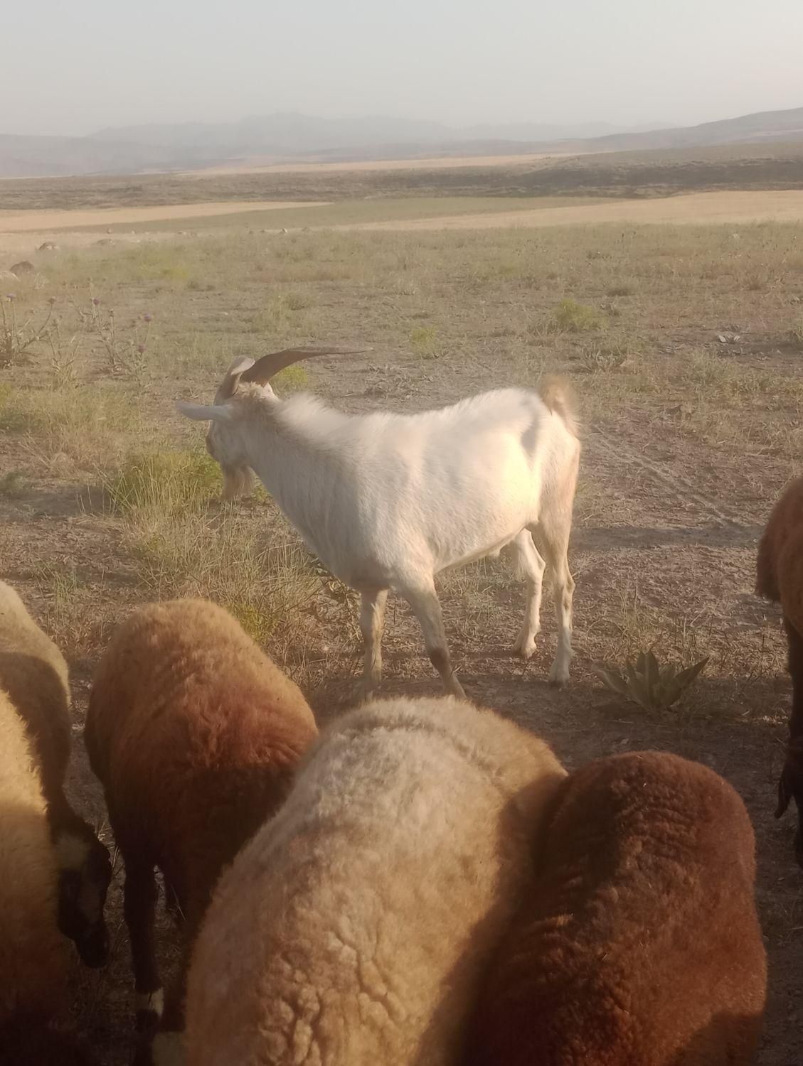 تکه نژاد سانن|حیوانات مزرعه|اردبیل, |دیوار