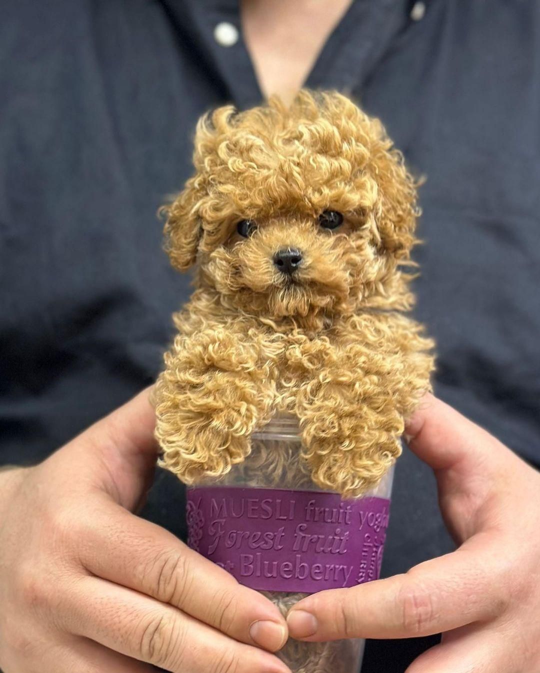 توله سگ توی پودل هلوی ۶۵ روز|سگ|تهران, سعادت‌آباد|دیوار