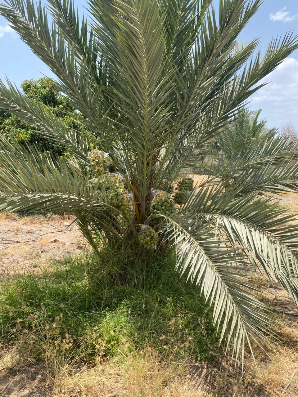 مشارکت در کاشت نخل در منطقه رودحله|خدمات باغبانی و درختکاری|بوشهر, |دیوار