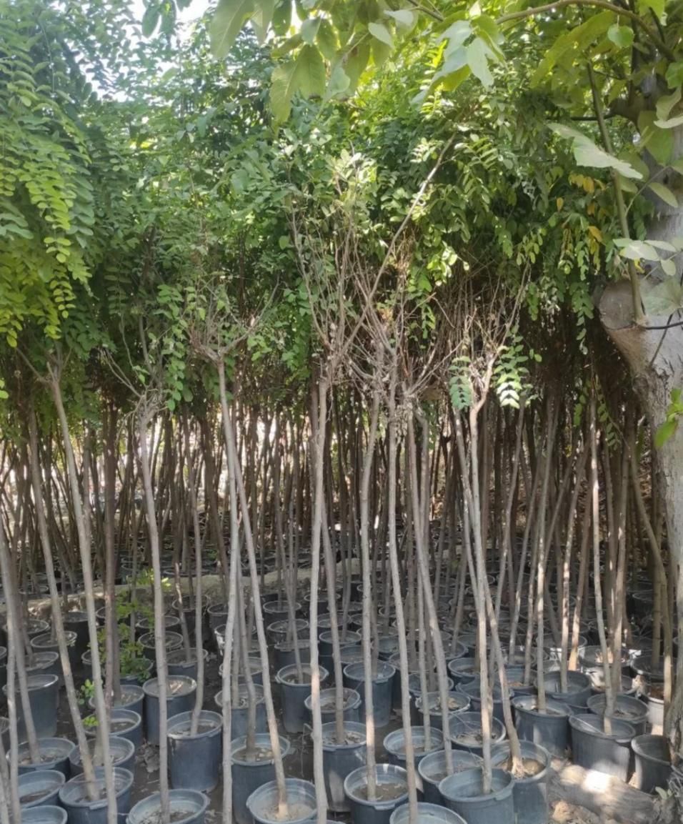 نهال های اقاقیا پیوندی چهار ساله سطلی آماده کاشت|خدمات باغبانی و درختکاری|اصفهان, صائب|دیوار