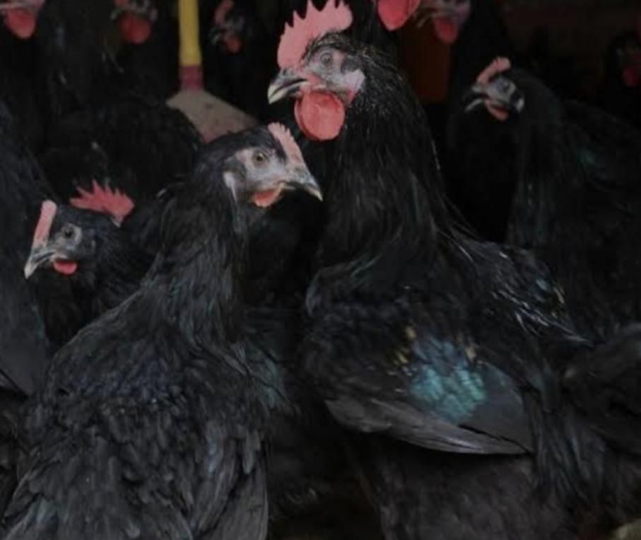 خروس سیاه ومرغ سفید قربانی|حیوانات مزرعه|اسلامشهر, شهرک مهدیه|دیوار