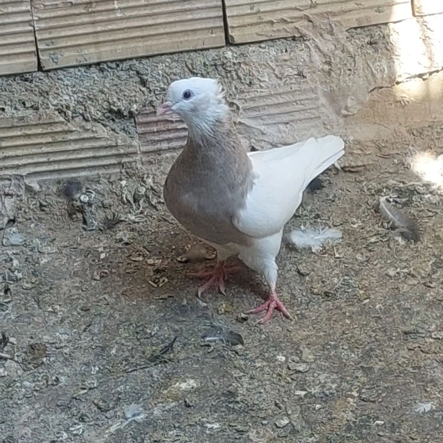 طوقی|پرنده|اصفهان, شهرستان|دیوار