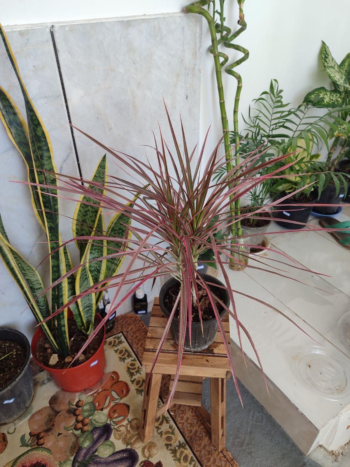 انواع گلهای طبیعی،گلخانه ای واپارتمانی|خدمات باغبانی و درختکاری|داراب, |دیوار