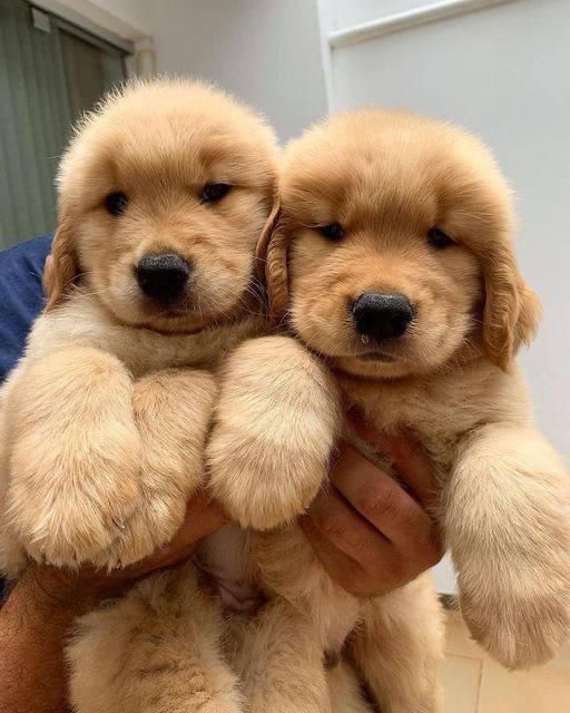 توله‌های گلدن رتریور|سگ|تهران, درکه|دیوار