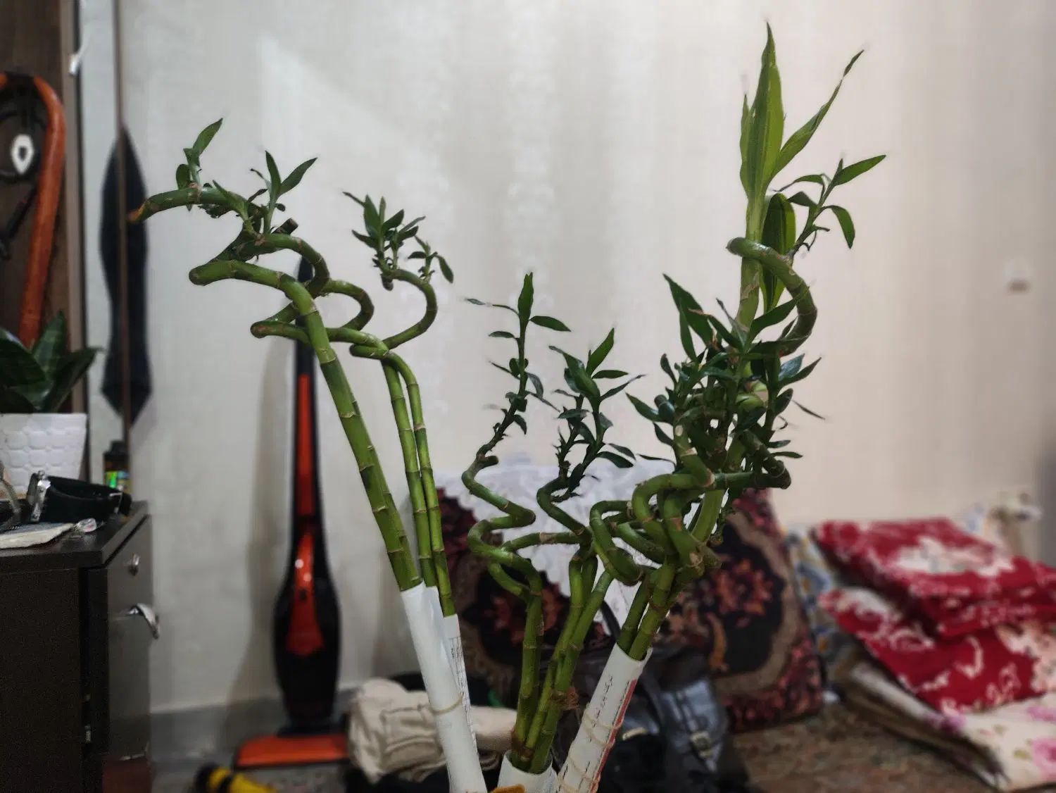 گل بامبو بسیار شاداب و قد بالای ۱ متر نیم|گل و گیاه طبیعی|تهران, نیروی هوایی (پیروزی)|دیوار
