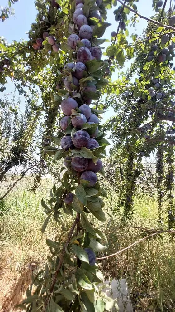 زمین ۵۷۰ متری آماده ساخت قیمت بسیار مناسب|فروش زمین و ملک کلنگی|هشتگرد, تهران دشت|دیوار