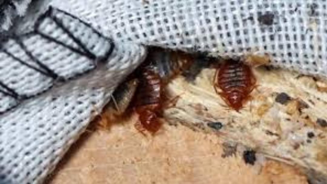 سمپاشی حشرات ساس سوسک موریانه کنه سم پاشی ضمانتی|خدمات نظافت|مشهد, طلاب|دیوار