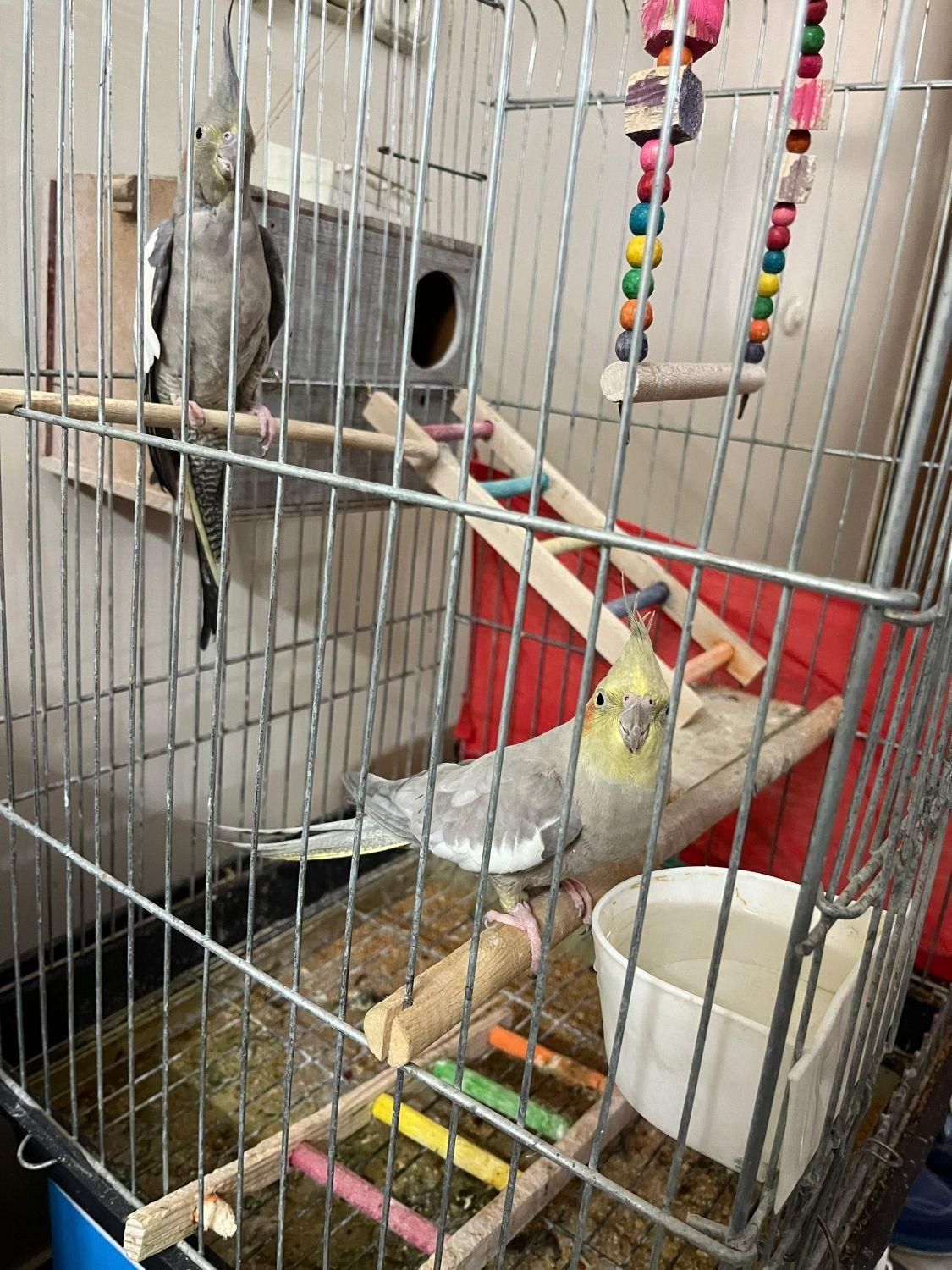 یک جفت عروس هلندی|پرنده|بومهن, |دیوار