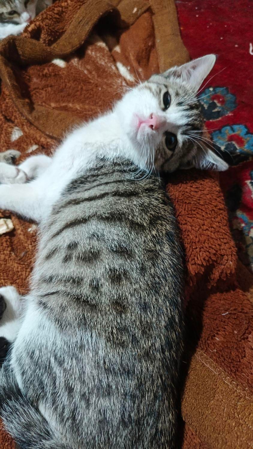واگزاری|گربه|بانه, |دیوار