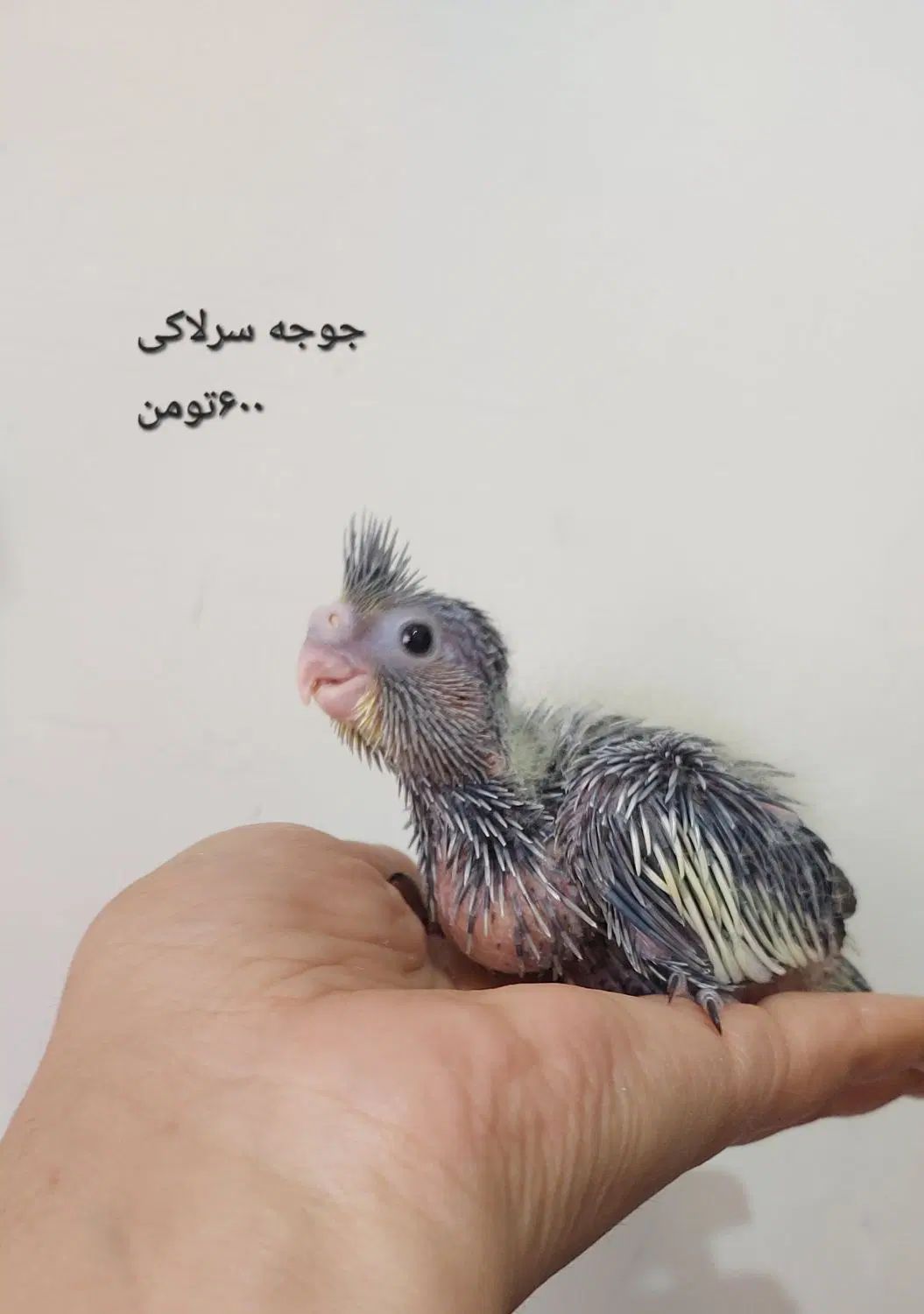 تعدادی پرنده خانگی فوق العاده سالم|پرنده|تهران, شوش|دیوار